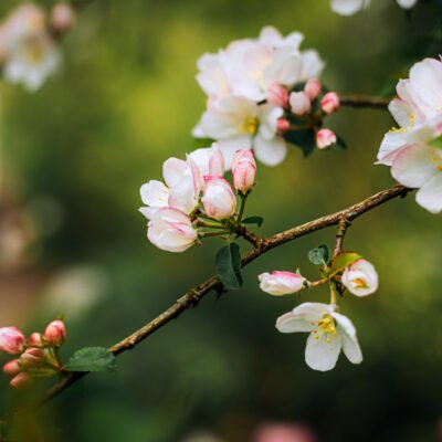 pink and white blossom branch reaching diagonally across the photograph - captured in a woodland in Henfield