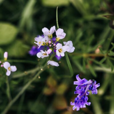 light pink flower photograph with a blurred bluebell in the foreground - captured in a woodland in Henfield