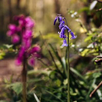 Bluebell photograph with a blurred pink orchid in the foreground - captured in a woodland in Henfield