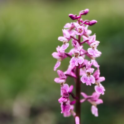 Pink wild orchid photograph - captured in a woodland in Henfield